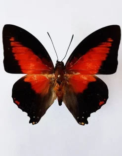 Ongeprepareerde Charaxes Zingha