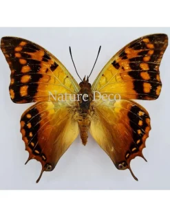Ongeprepareerde Charaxes Candiope