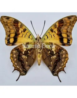 Ongeprepareerde Charaxes Candiope