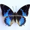 Ongeprepareerde Charaxes Smaragdalis