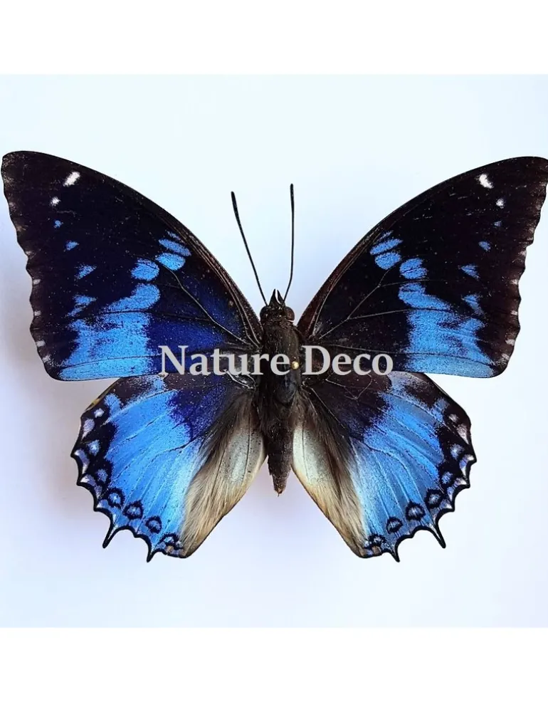 Ongeprepareerde Charaxes Smaragdalis