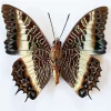 Ongeprepareerde Charaxes Brutus