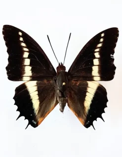 Ongeprepareerde Charaxes Brutus