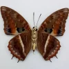 Ongeprepareerde Charaxes Cynthia