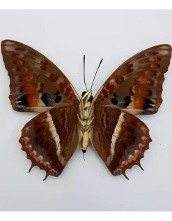 Ongeprepareerde Charaxes Cynthia