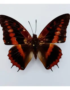 Ongeprepareerde Charaxes Cynthia