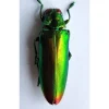 (On)geprepareerde Chrysochroa Fulminans Fulminans (prachtkever) 5 stuks