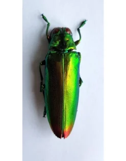 (On)geprepareerde Chrysochroa Fulminans Fulminans (prachtkever) 5 stuks
