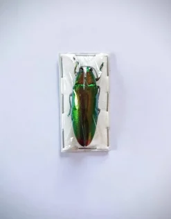 (On)geprepareerde Chrysochroa Fulminans Fulminans (prachtkever) 5 stuks