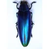 (On)geprepareerde Chrysochroa Fulminans Fulminans (blauwe prachtkever)