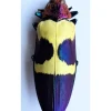 Ongeprepareerde Chrysochroa Buqueti Rugicollis