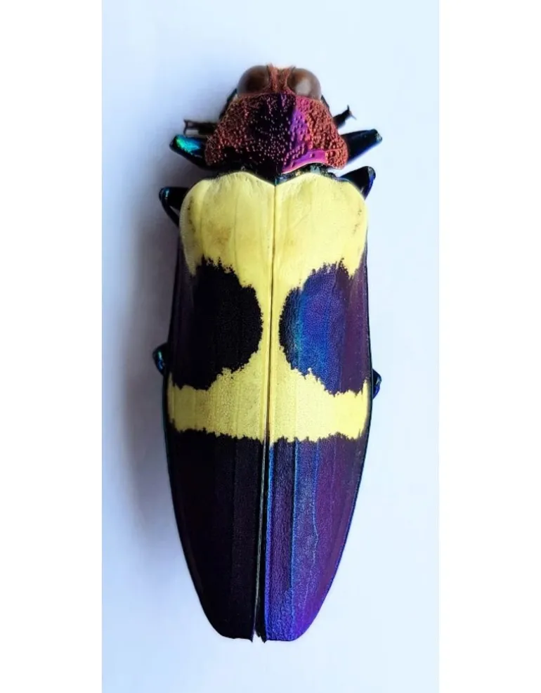 Ongeprepareerde Chrysochroa Buqueti Rugicollis