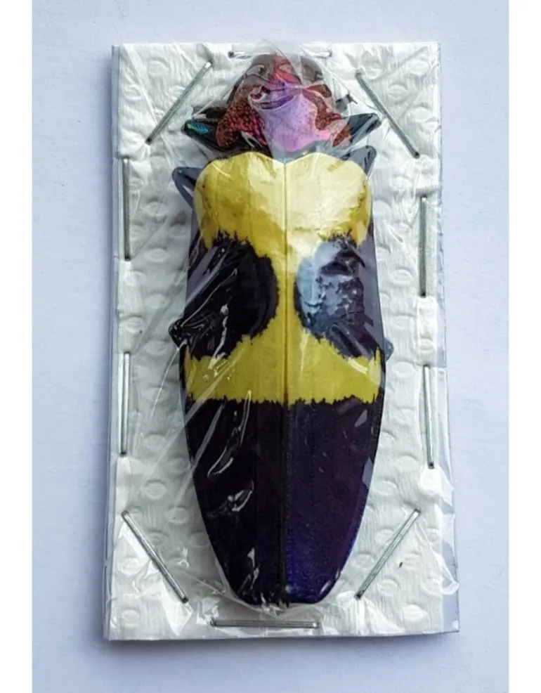 Ongeprepareerde Chrysochroa Buqueti Rugicollis
