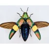 Ongeprepareerde Chrysochroa saundersii
