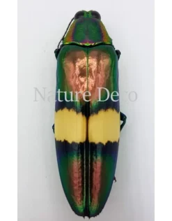 Ongeprepareerde Chrysochroa saundersii