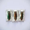 (On)geprepareerde Chrysochroa Aurora (prachtkever)