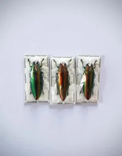 (On)geprepareerde Chrysochroa Aurora (prachtkever)