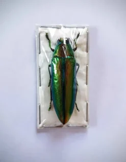 (On)geprepareerde Chrysochroa Aurora (prachtkever)