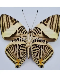 Ongeprepareerde Colobura Dirce