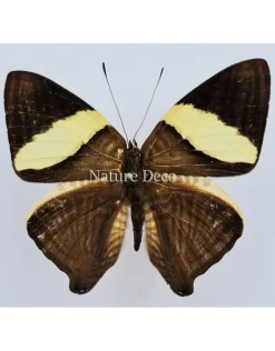 Ongeprepareerde Colobura Dirce