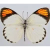 Ongeprepareerde Colotis Euippe