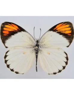 Ongeprepareerde Colotis Euippe
