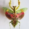 (On)geprepareerde Creobroter gemmatus