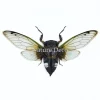 (On)geprepareerde Cryptotympana acuta (cicade)