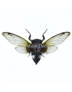 (On)geprepareerde Cryptotympana acuta (cicade)