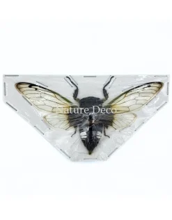 (On)geprepareerde Cryptotympana acuta (cicade)