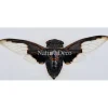(On)geprepareerde Cryptotympana aquila (cicade)