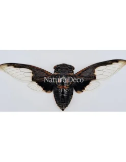 (On)geprepareerde Cryptotympana aquila (cicade)