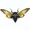 (On)geprepareerde Cryptotympana fumipennis (cicade)