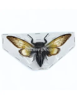 (On)geprepareerde Cryptotympana fumipennis (cicade)