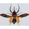 Ongeprepareerde Curculionidae sp.