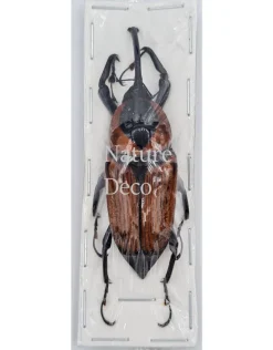 Ongeprepareerde Curculionidae sp.