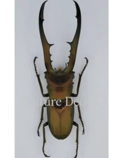 (On)geprepareerde Cyclommatus Metallifer finae
