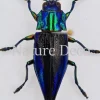 Ongeprepareerde Cyphogastra Calepyga