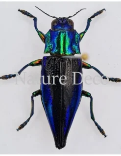 Ongeprepareerde Cyphogastra Calepyga