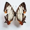 Ongeprepareerde Cyrestis Thyodamas