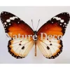 Ongeprepareerde Danaus Chrysippus B keus