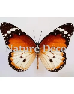 Ongeprepareerde Danaus Chrysippus
