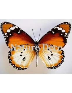 Ongeprepareerde Danaus Chrysippus