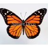Ongeprepareerde Danaus Plexippus (Monarch vlinder)