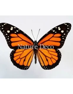 Ongeprepareerde Danaus Plexippus (Monarch vlinder)