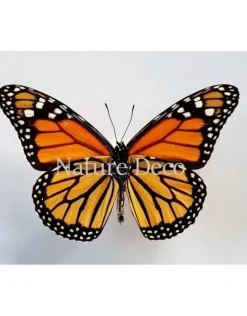 Ongeprepareerde Danaus Plexippus (Monarch vlinder)