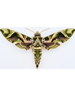 Ongeprepareerde Daphnis Nerii (Oleanderpijlstaart)