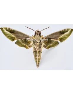 Ongeprepareerde Daphnis Nerii (Oleanderpijlstaart)