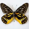 Ongeprepareerde Delias Belladonna