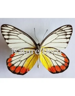 Ongeprepareerde Delias Hyparete